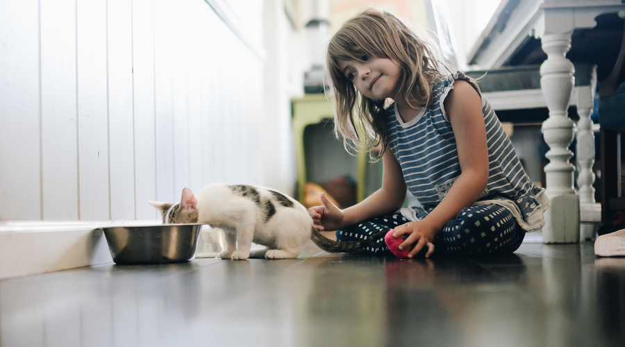 失敗しない猫の飼い方
