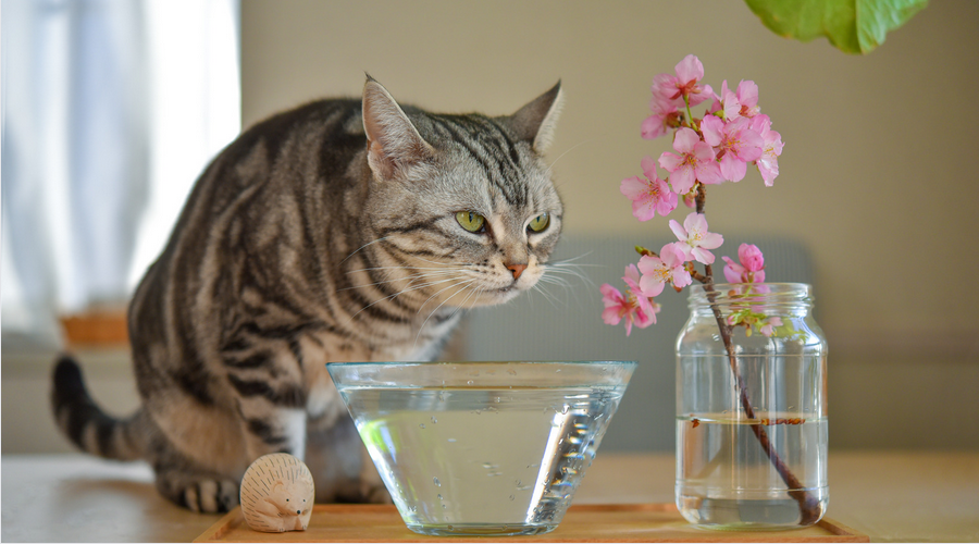 子猫が水を飲まないとき
