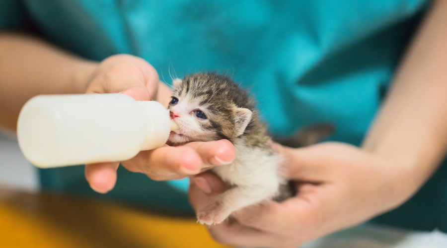 子猫にミルクを飲ませる