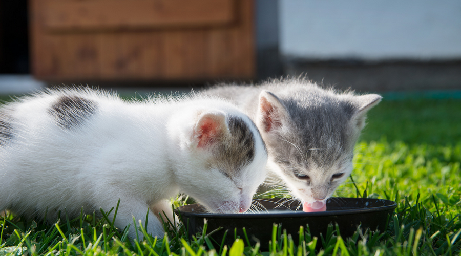子猫の食事