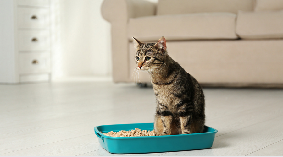 子猫のトイレトレーニング