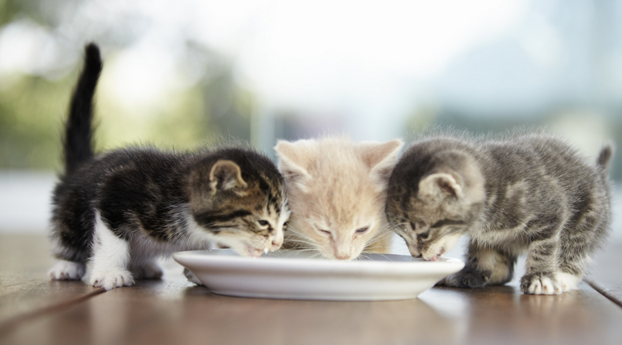 子猫にミルクを飲ませる