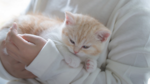 ネコを飼う費用