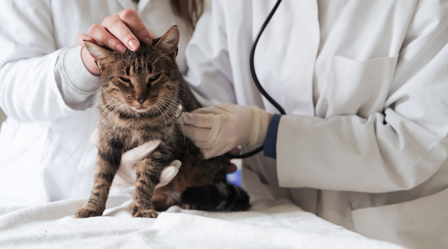 猫の医療