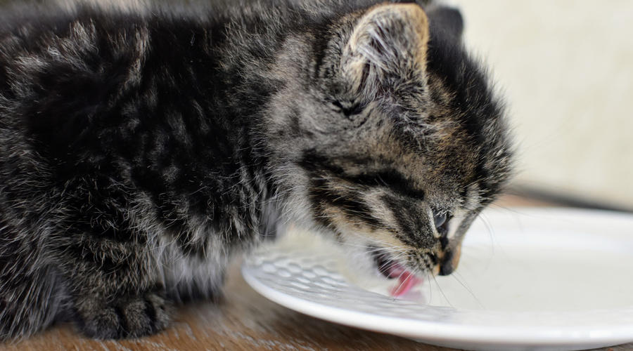 ミルクを子猫に与える