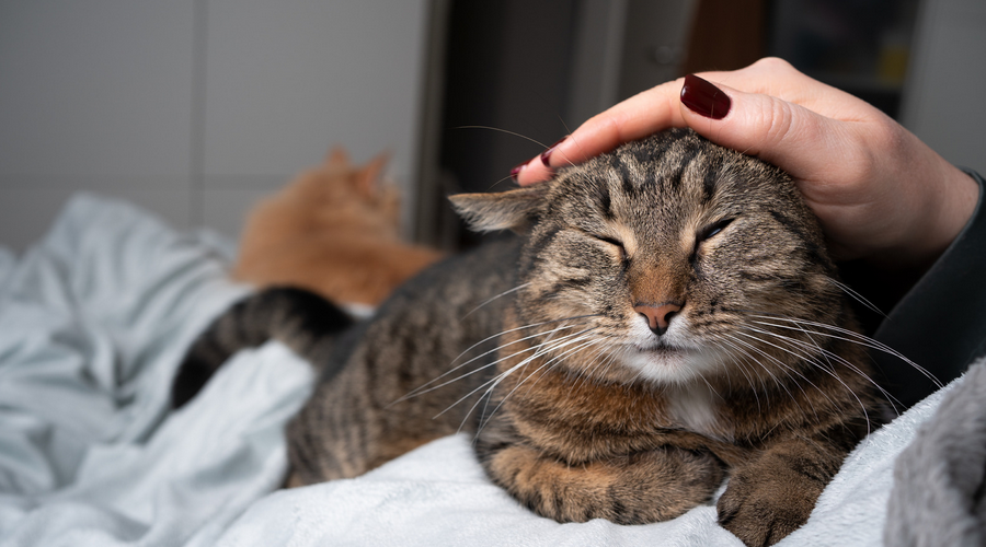 猫を飼うのに必要な条件