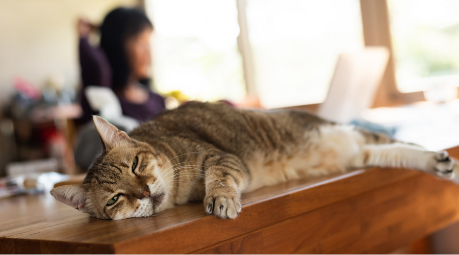 猫のダイエット