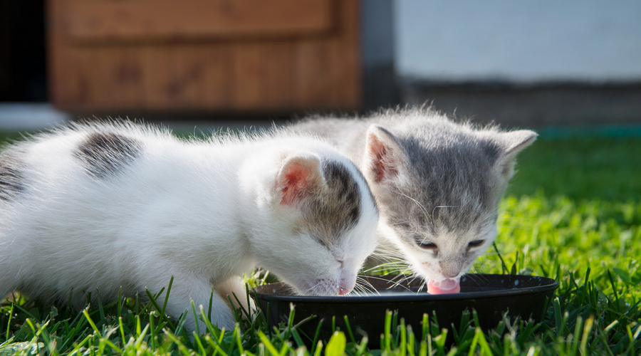 健康で長生きする方法