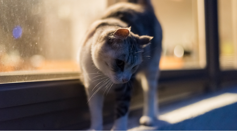 室内を散歩する