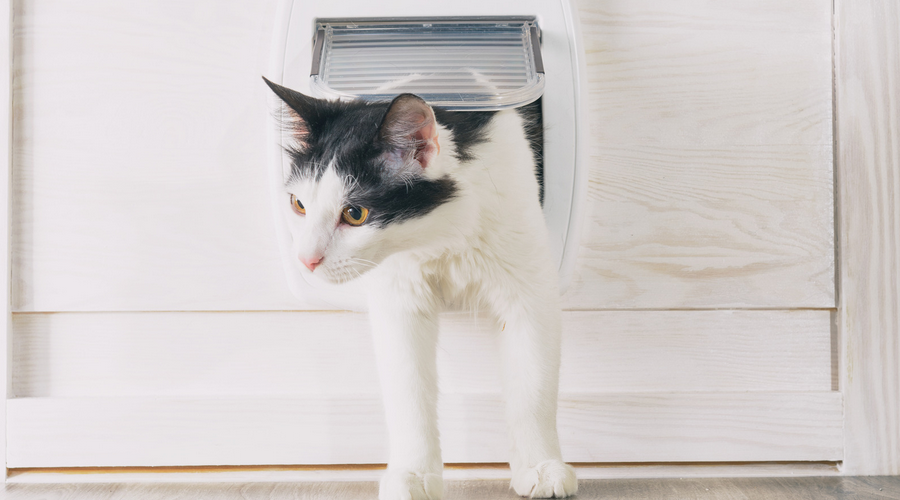 外に出たがる猫