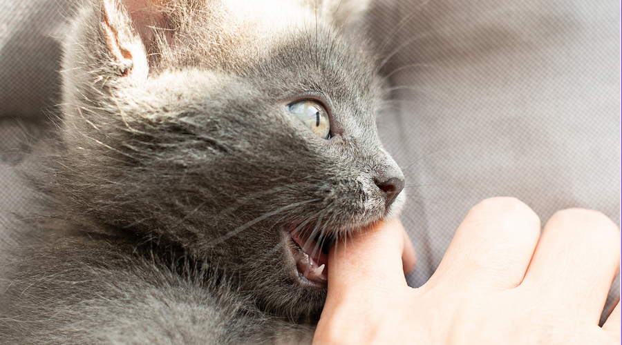 猫の噛み癖のしつけ