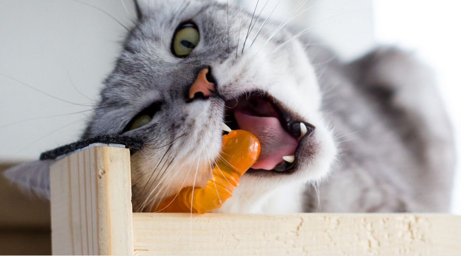 猫の噛み癖の原因