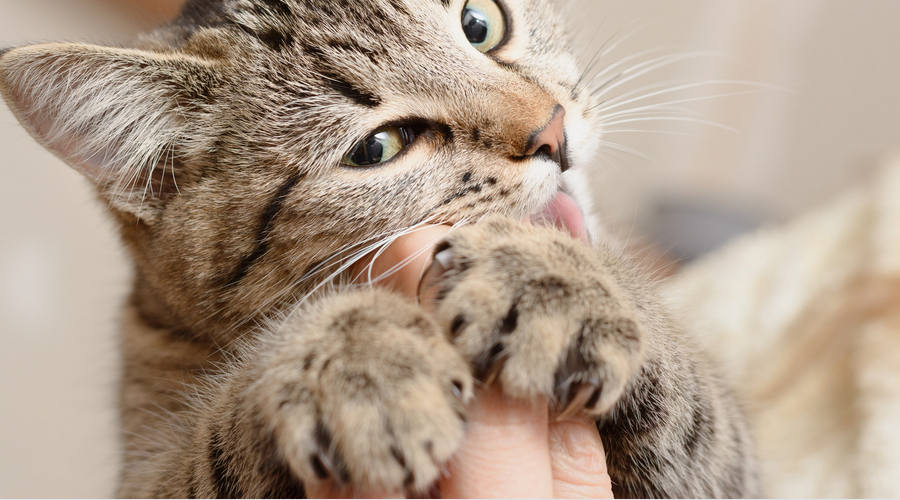 猫の噛み癖の直し方