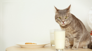 猫がテーブルの上に上がる