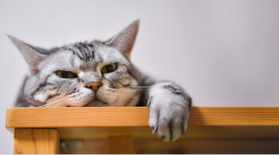 猫がテーブルに上る