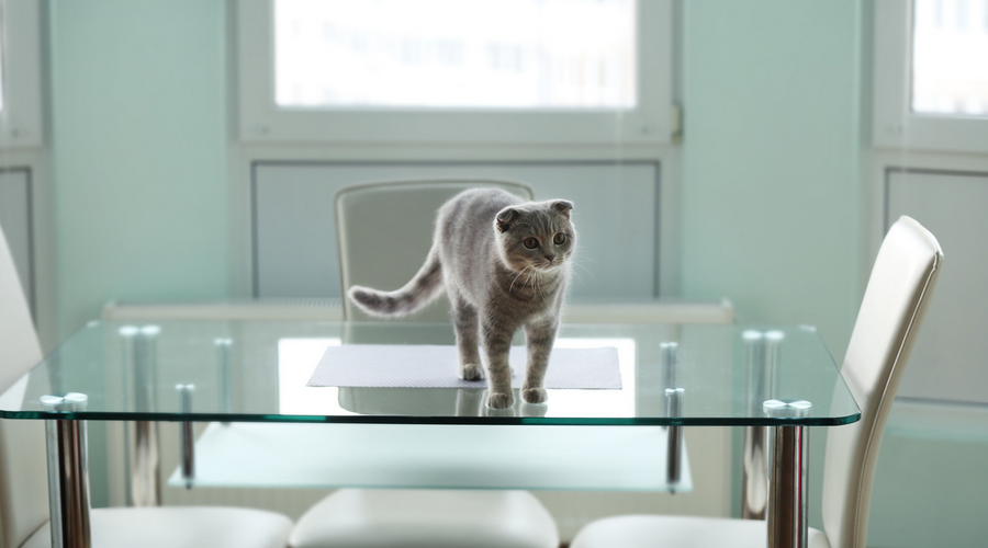 猫がテーブルに上る